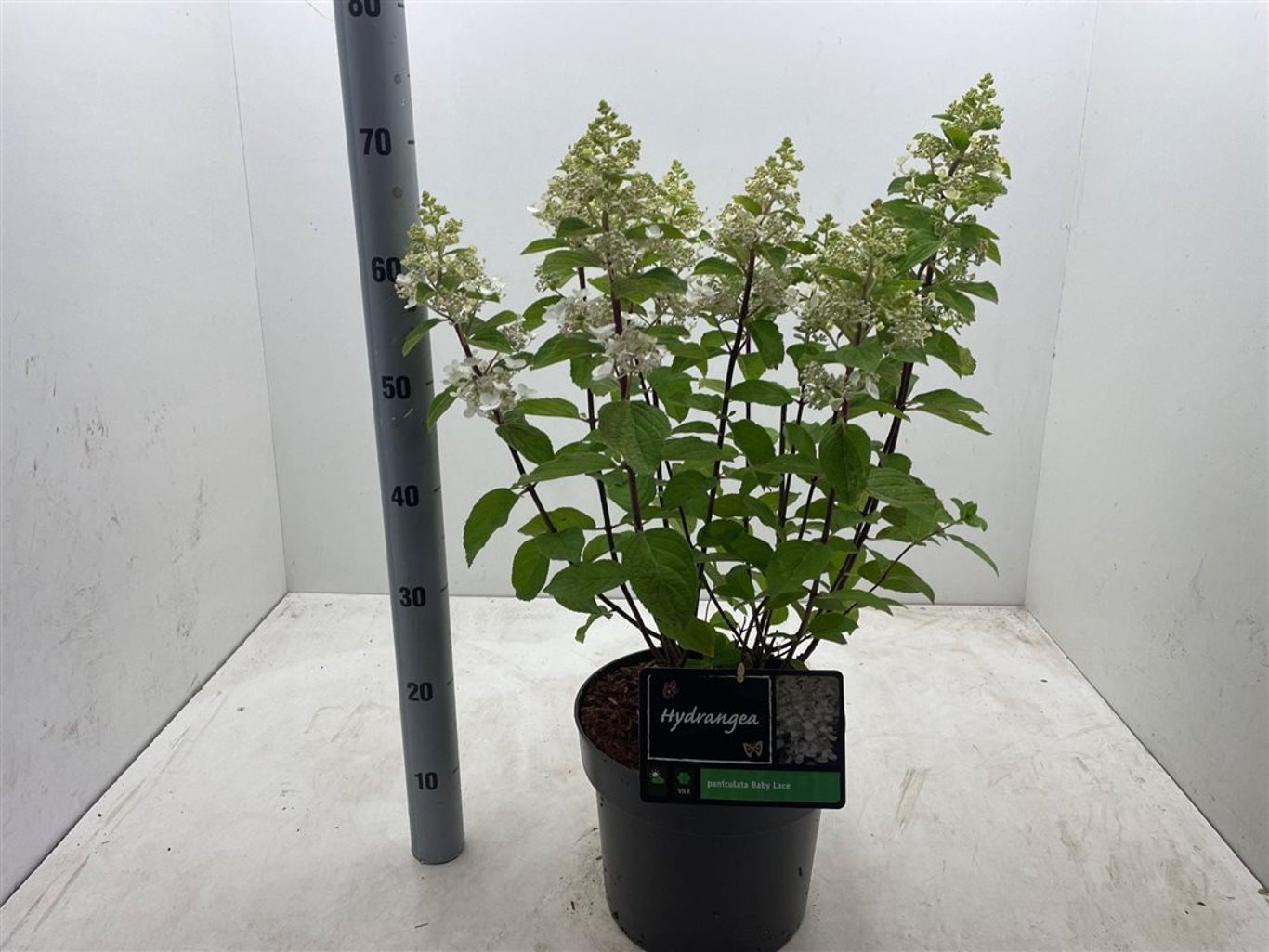 Hydrangea pan. 'Baby Lace'® - C7,5